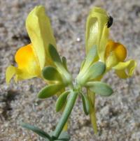 Linaria thymifolia