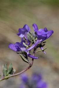 Linaria alpina subsp alpina