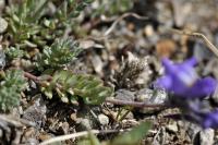 Linaria alpina subsp alpina