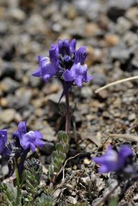 Linaria alpina subsp alpina