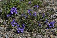 Linaria alpina subsp alpina