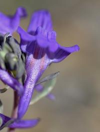 Linaria alpina subsp alpina