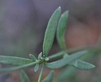 Linaria propinqua