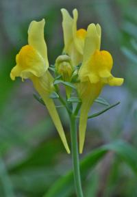 Linaria propinqua