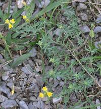 Linaria propinqua