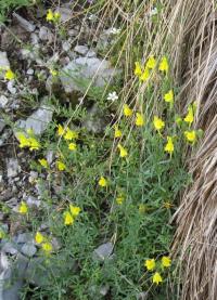 Linaria propinqua