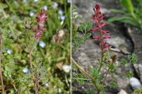 Fumaria officinalis subsp. officinalis