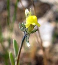 Linaria simplex