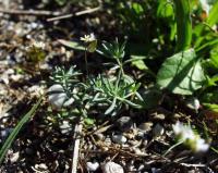 Linaria simplex