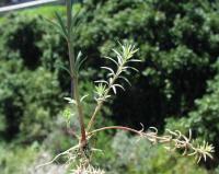 Linaria simplex