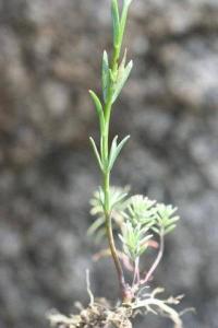 Linaria arvensis