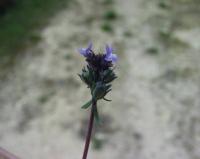 Linaria arvensis