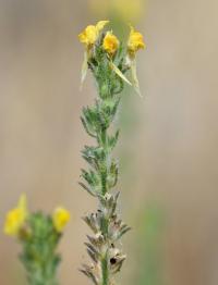 Linaria saxatilis