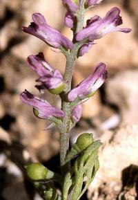 Fumaria officinalis subsp. wirtgenii 