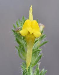 Linaria saxatilis