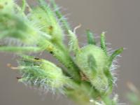 Linaria saxatilis