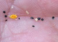 Linaria saxatilis