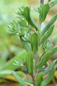 Linaria supina subsp. maritima