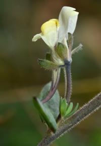 Linaria supina subsp. maritima