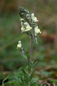 Linaria supina subsp. maritima