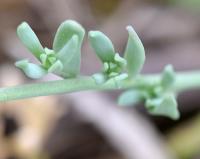 Linaria supina subsp. maritima