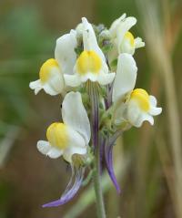 Linaria supina subsp. maritima