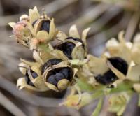 Linaria supina subsp. maritima