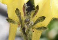 Linaria supina subsp. supina