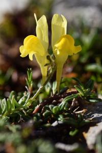 Linaria supina subsp. supina