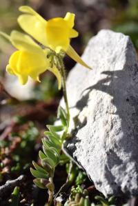 Linaria supina subsp. supina