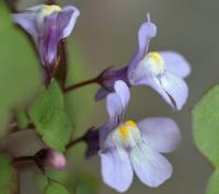 Cymbalaria muralis sup. muralis