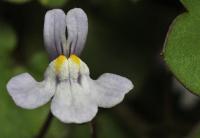 Cymbalaria muralis sup. muralis