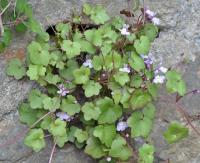 Cymbalaria muralis sup. muralis