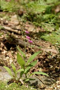 Digitalis purpurea subsp. purpurea