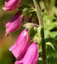 Digitalis purpurea subsp. purpurea