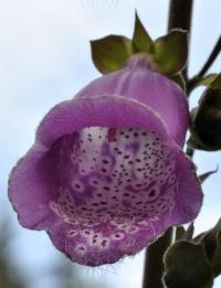 Digitalis purpurea subsp. purpurea