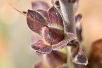 Digitalis purpurea subsp. purpurea