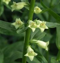 Digitalis lutea subsp. lutea