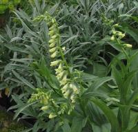 Digitalis lutea subsp. lutea