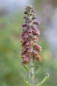 Digitalis parviflora