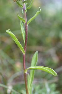 Digitalis parviflora