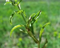 Veronica anagalloides