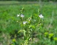 Veronica anagalloides