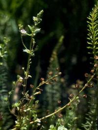 Veronica anagalloides