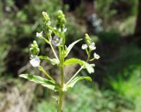 Veronica anagalloides