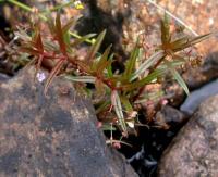 Veronica scutellata