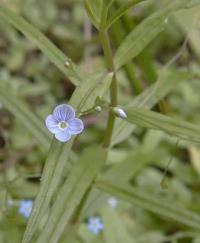 Veronica scutellata