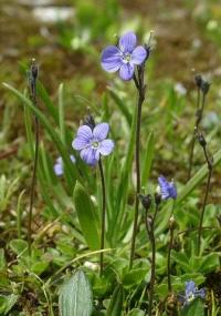 Veronica aphylla