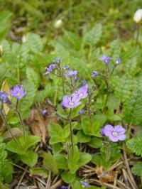 Veronica aphylla