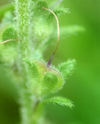 Veronica officinalis